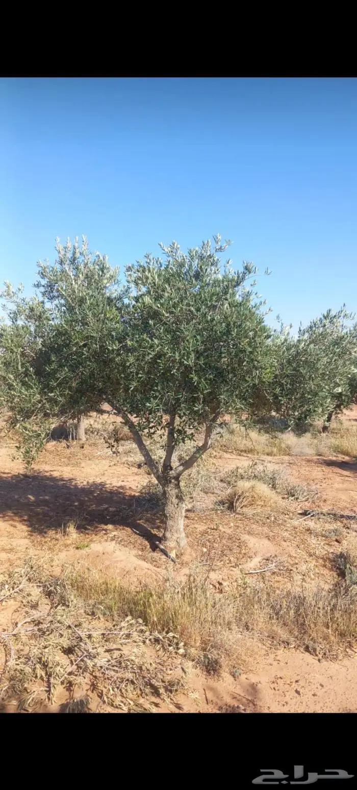 أشجار زيتون للبيع معمر وغير معمر 9