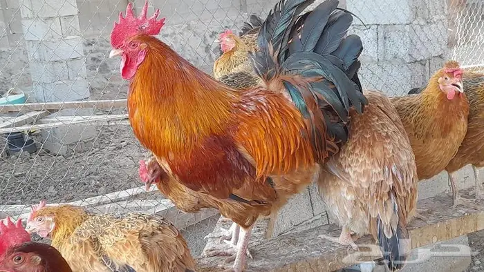 صوص فرنسي للبيع 2