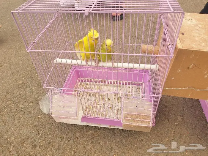 اجواز البادجي و ذكر روز تم البيع 0