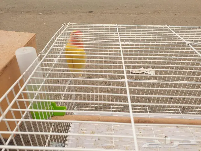 اجواز البادجي و ذكر روز تم البيع 2