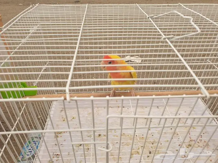 اجواز البادجي و ذكر روز تم البيع 1