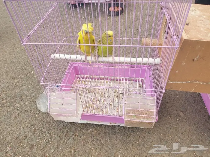 اجواز البادجي و ذكر روز تم البيع 3