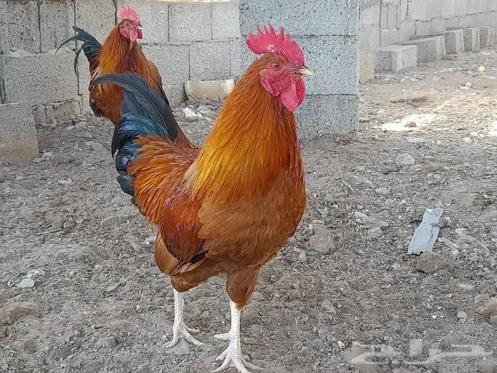 صوص فرنسي للبيع 7