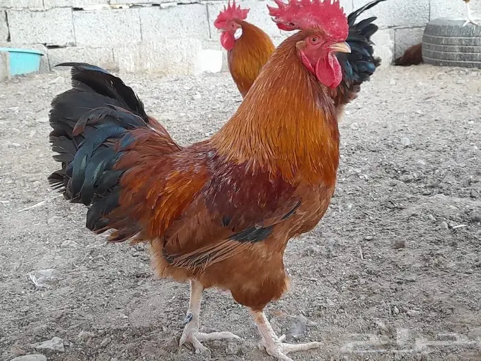 صوص فرنسي للبيع 6