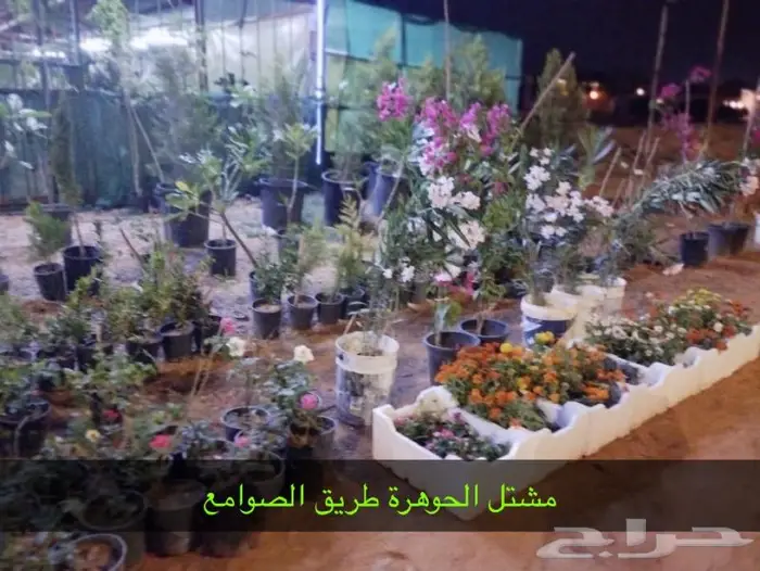 نجيل طبيعي اشجا رزينه تصميم جلسات 4