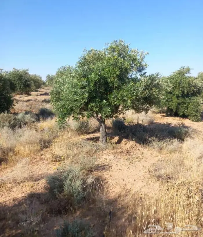 أشجار زيتون للبيع معمر وغير معمر 0