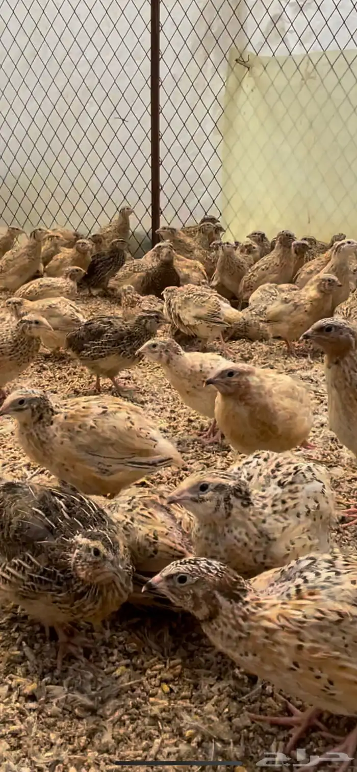 سمان فري مريعي تربيه وذبح 3