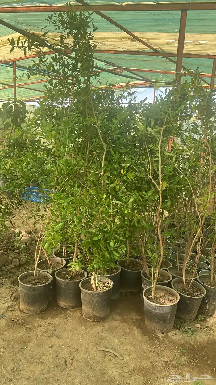 شتلات فواكة مثمرة 8