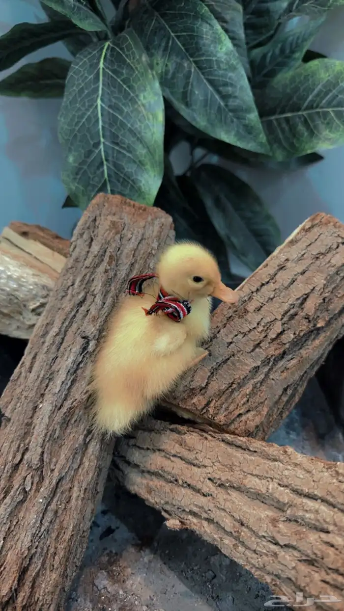 متجر Modi Birds 1