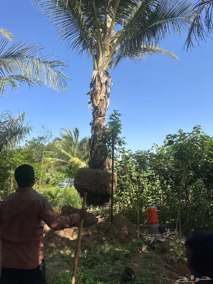 مشاتل زراعية مشتل زراعي 12