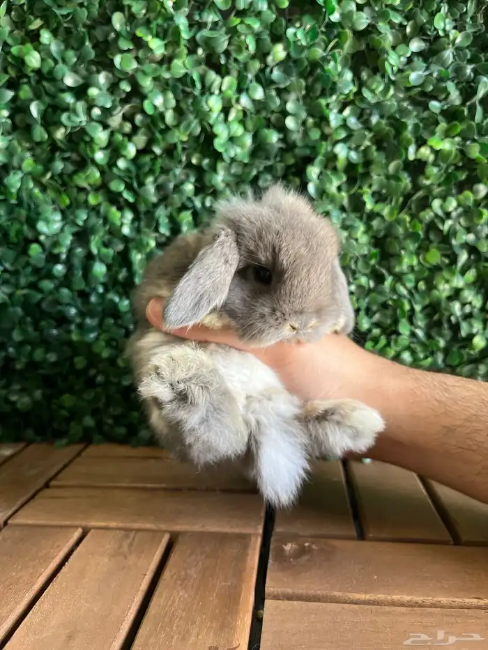 ارنب هولندلوب 1