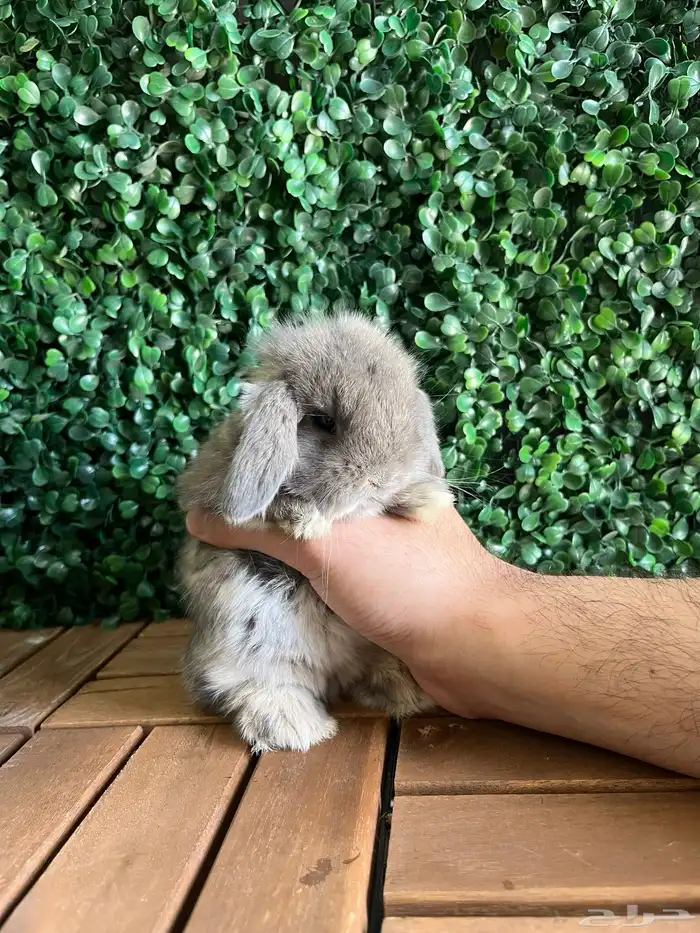 ارنب هولندلوب 0