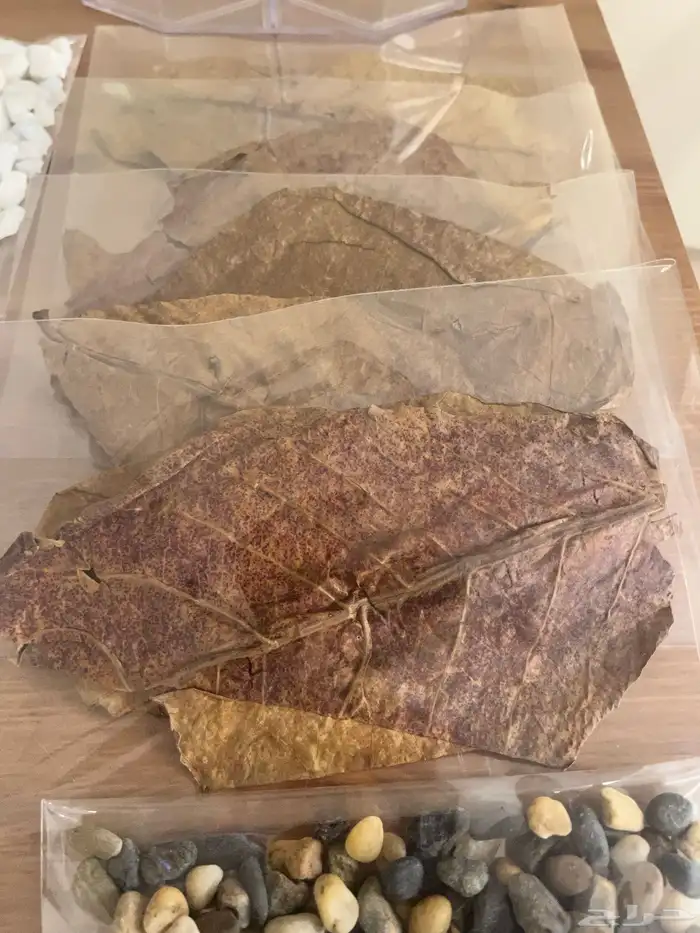 مستلزمات اسماك 2