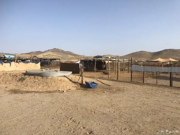 شبك غنم الايجار 0