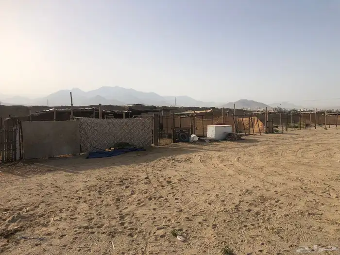 شبك غنم الايجار 1