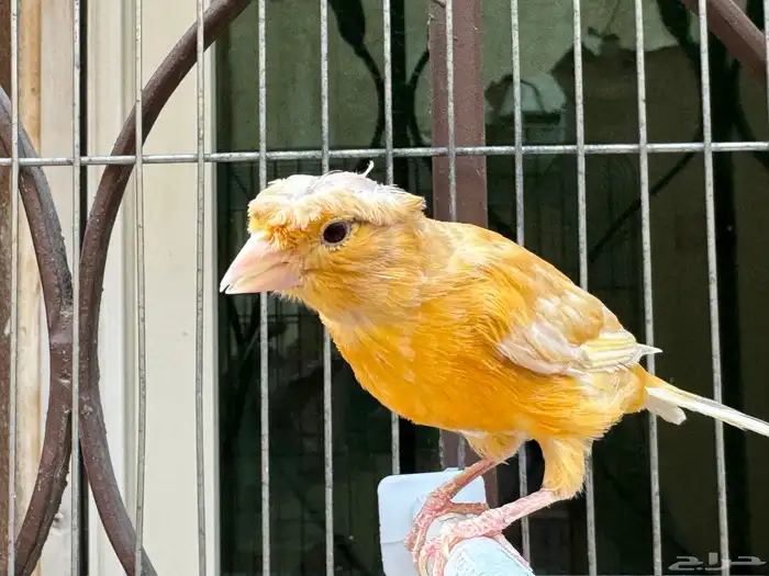 انثى كناري مشمشي كرست لون جميل .تم البيع 1