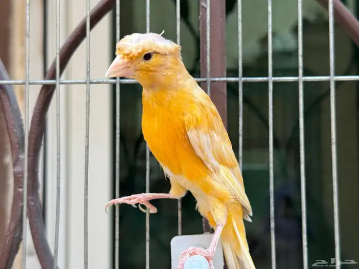 انثى كناري مشمشي كرست لون جميل .تم البيع 2