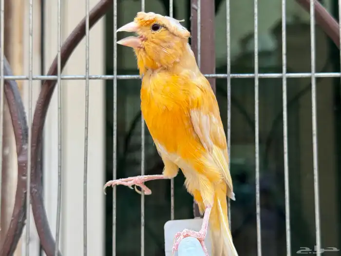 انثى كناري مشمشي كرست لون جميل .تم البيع 0