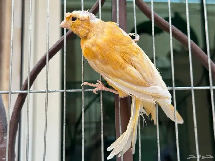 انثى كناري مشمشي كرست لون جميل .تم البيع 3