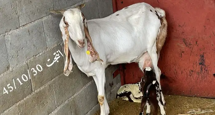 عنز هندية نادرة( تم البيع ) 0