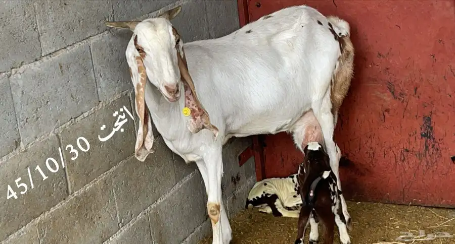 عنز هندية نادرة( تم البيع ) 0