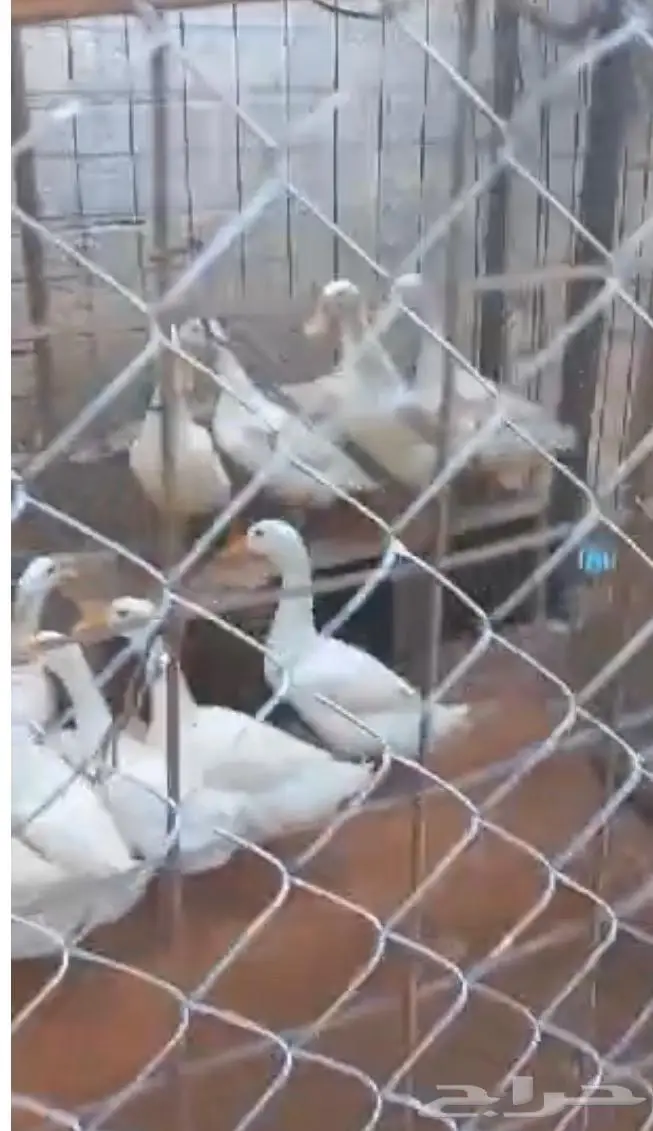 بط بكيني للبيع حي او مذبوح 1