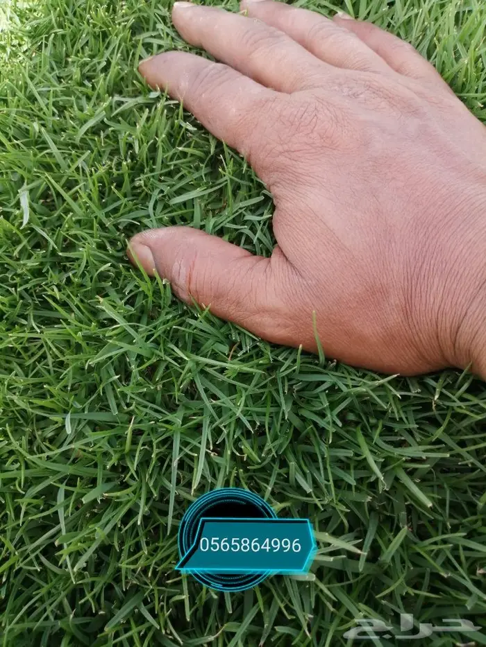 ثيل طبيعي تنسيق حدائق 2