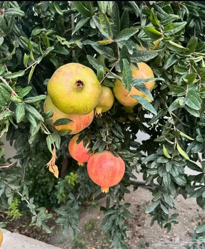 شتلات فواكة مثمرة 0