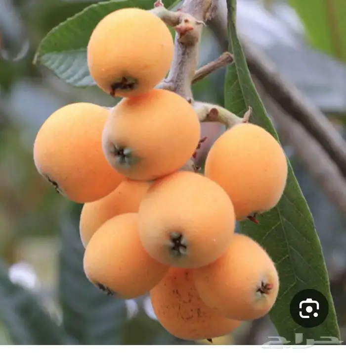 شتلات فواكة مثمرة 5