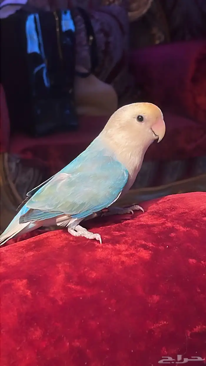 للبيع ببغاء الروز الاليف مناسب للاطفال 1