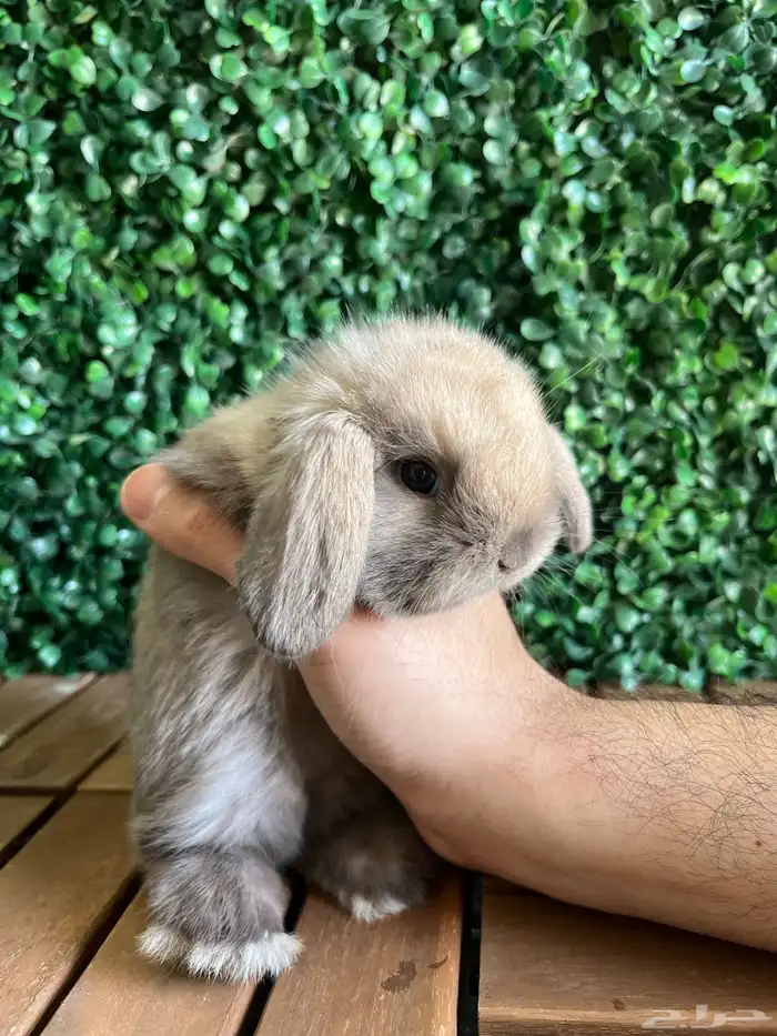 ارنب هولندلوب 0