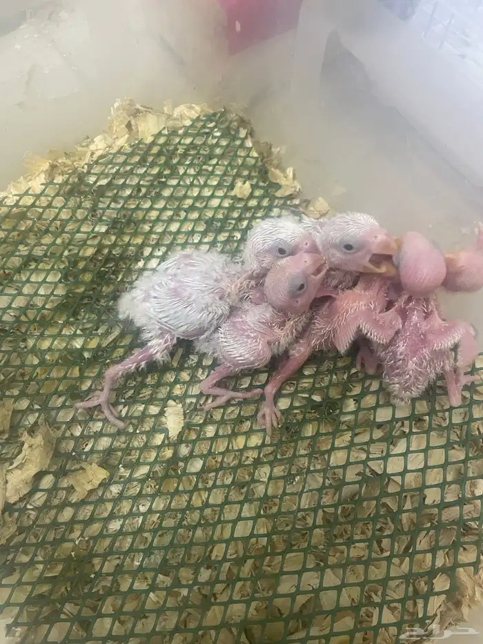 فروخ روز البينو عيون حمر 1