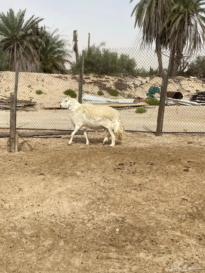 فحل حري كايف منتج ( مباع ) 4