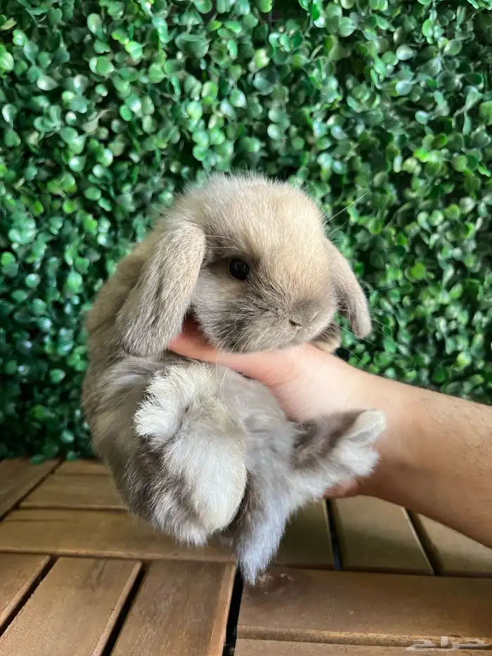 ارنب هولندلوب 1