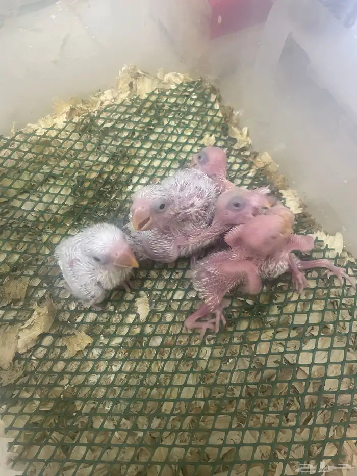 فروخ روز البينو عيون حمر 0