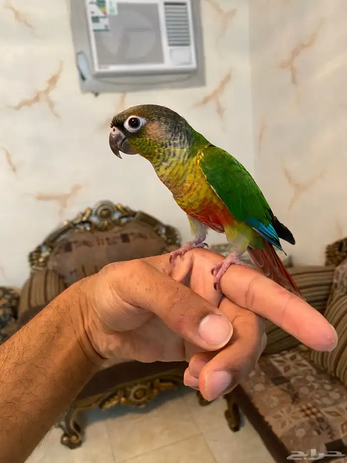 ببغاء كينور اليف وهدد 3