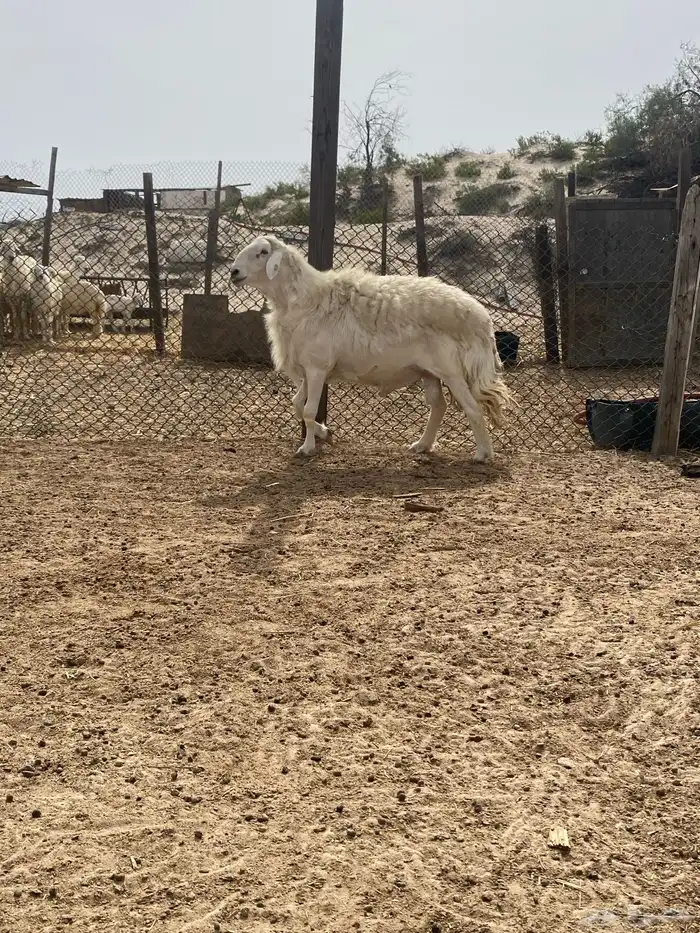 فحل حري كايف منتج ( مباع ) 5