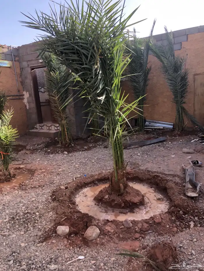 فسايل وجثايث نخل وزيتون 0
