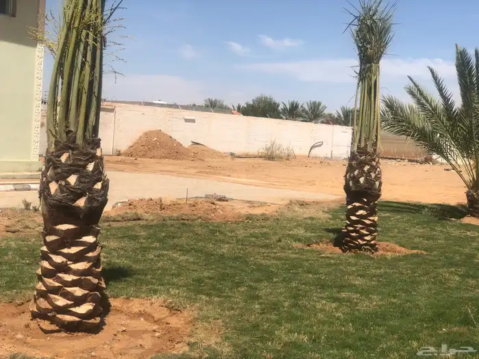 فسايل وجثايث نخل وزيتون 5