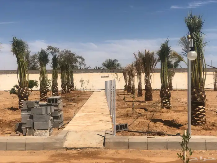 فسايل وجثايث نخل وزيتون 4
