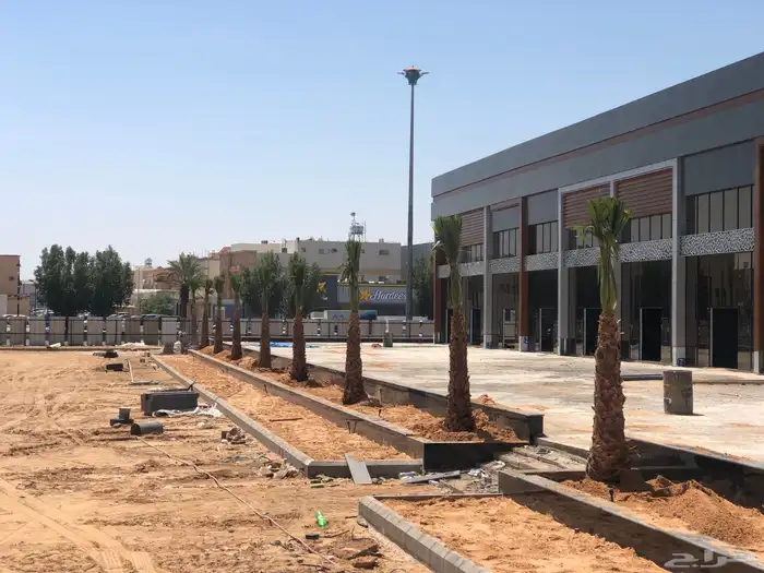 فسايل وجثايث نخل وزيتون 11