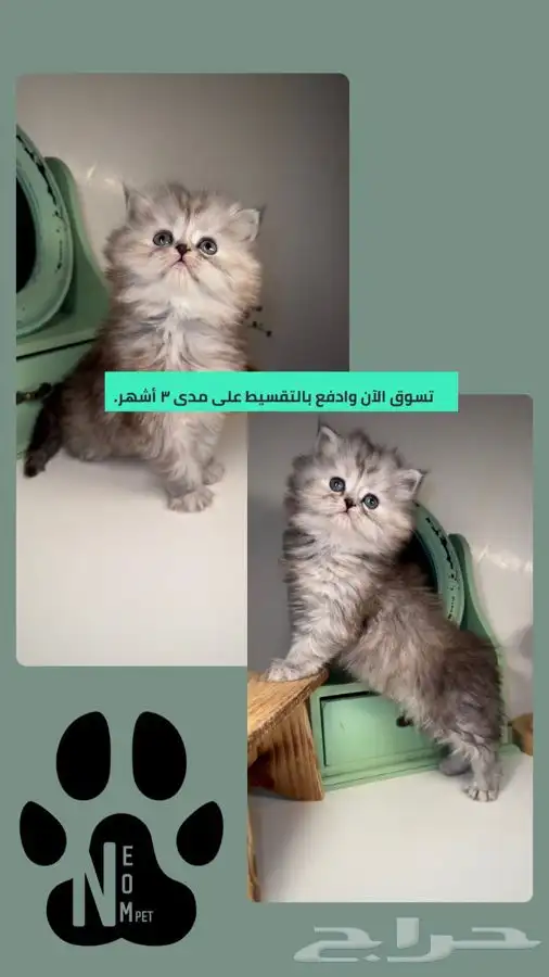 قطط للبيع سكوتش فولد هملايا شيرازي انثى ذكر قطوه قطه بسه قط 1
