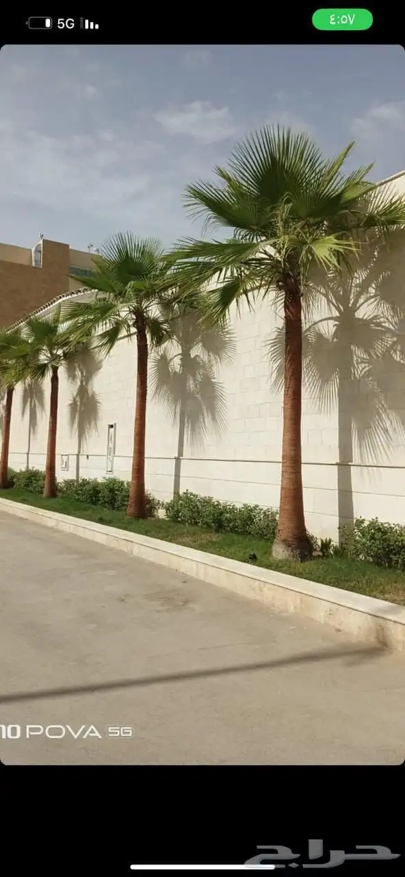 اللعمال النخيل العربي و الوشنطني 5