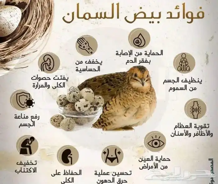 يتوفر بيض سمان للمحتاج له كعلاج مجانا غالبا غير مخصب 2