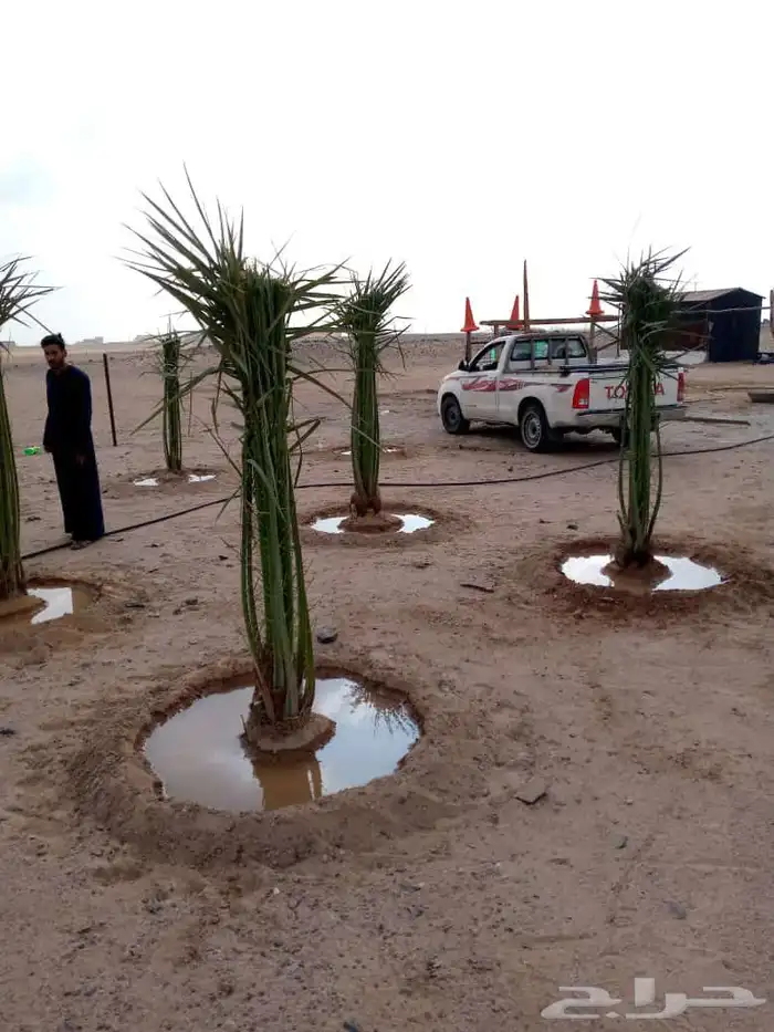 فسايل وجثايث نخل وزيتون 8