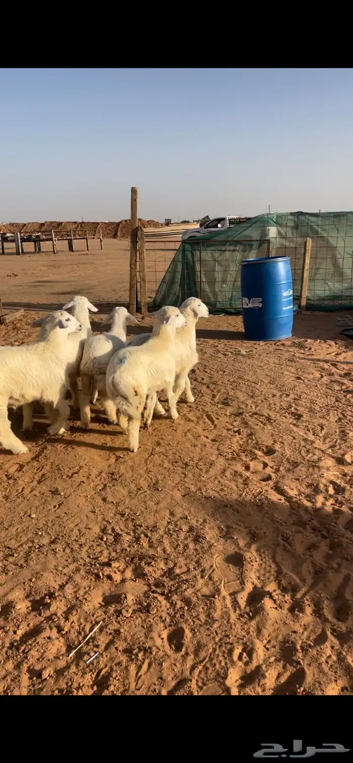 حري ونعيم سواكني 9