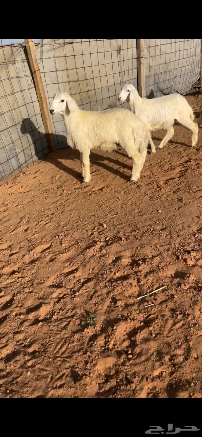 حري ونعيم سواكني 10