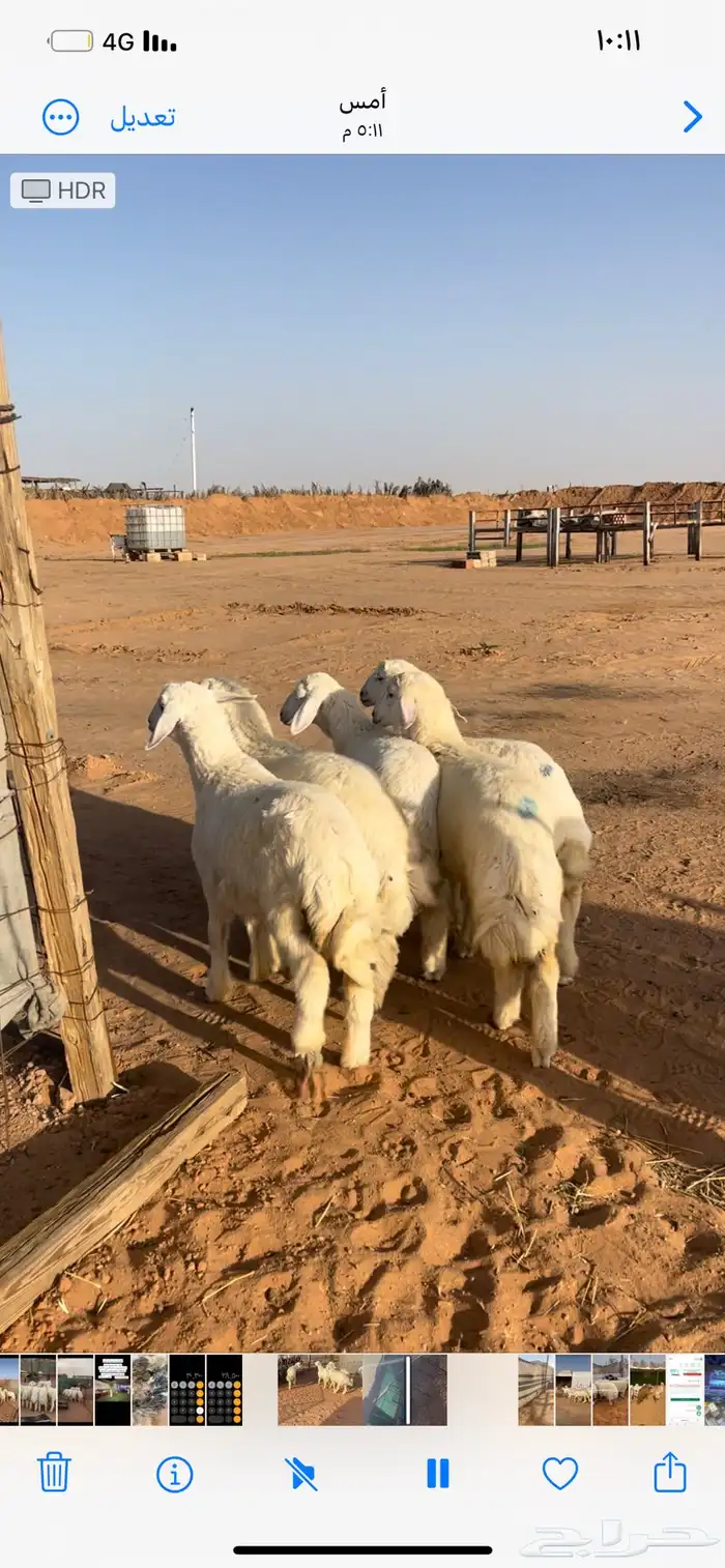 حري ونعيم سواكني 2