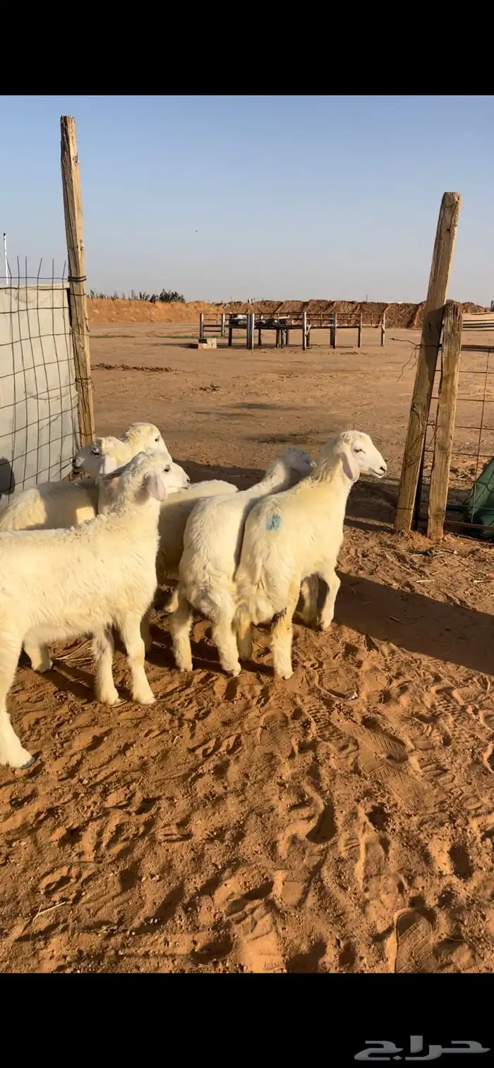 حري ونعيم سواكني 4