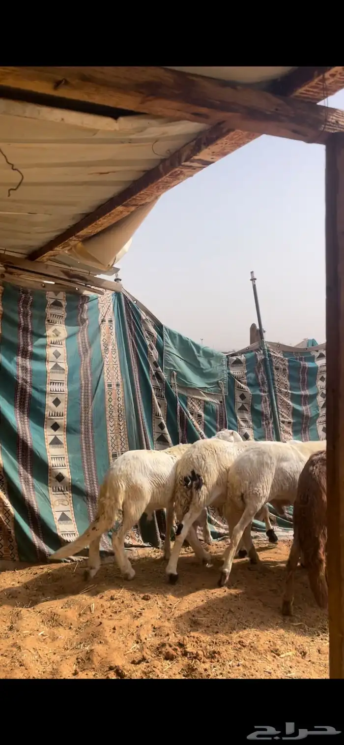 حري ونعيم سواكني 5